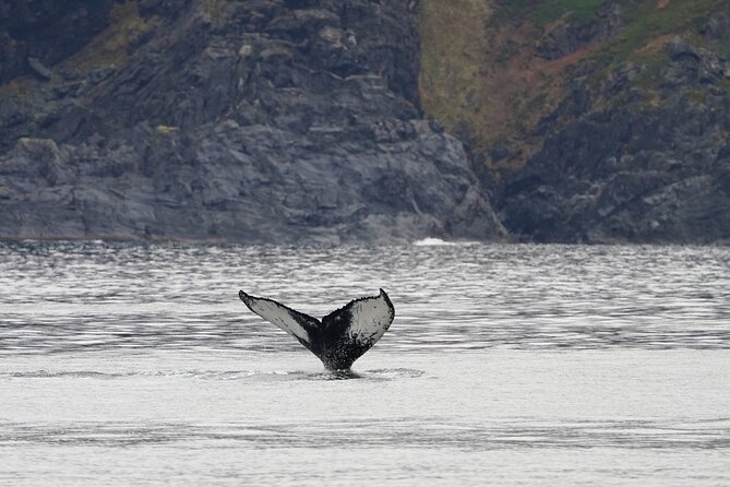 Silent Whale Watching by Hybrid-Electric Boat from Tromsø - Wi‑Fi and internet expectations in polar conditions