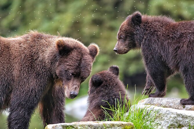 Sitka Premier Whale Watching and Wildlife Tour - Key Things to Know Before You Go