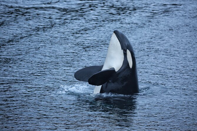 Sitka Premier Whale Watching and Wildlife Tour - Sitka Sound Wildlife Search in Two Hours: Why This Short Trip Works
