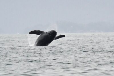 Sitka Premier Whale Watching and Wildlife Tour - Small Group on a Comfortable Boat: Deck Space, Bathroom, and Photo Chances