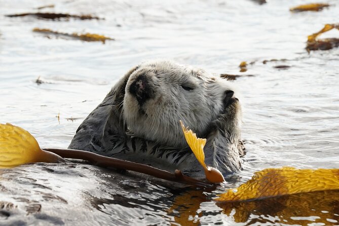 Sitka Premier Whale Watching and Wildlife Tour - How the Guides Spot Wildlife and Keep You Happy at Sea