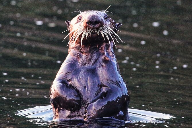 Sitka Premier Whale Watching and Wildlife Tour - Snacks, Water, and Sea-Sickness Help: Small Inclusions That Matter