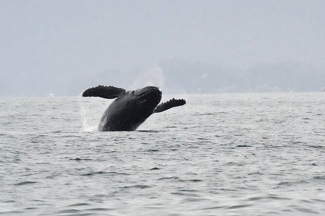 Sitka Premier Whale Watching and Wildlife Tour - Small Group on a Comfortable Boat: Deck Space, Bathroom, and Photo Chances