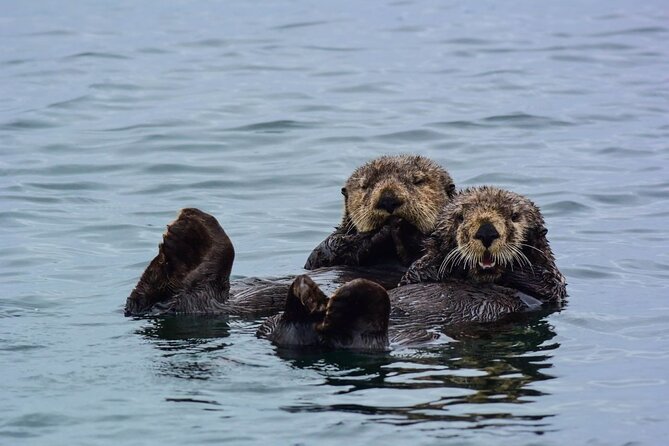Sitka Whale Watch and Sea Otter Quest - Key Highlights You’ll Actually Care About