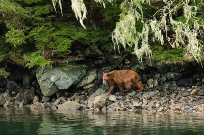 Sitka Whale Watch and Sea Otter Quest - Sitka Visitor Center: Quick Context That Pays Off at Sea
