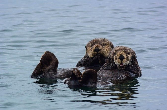 Sitka Whale Watch and Sea Otter Quest - What Wildlife Timing Feels Like: Whales, Otters, and the Real Alaska Rhythm