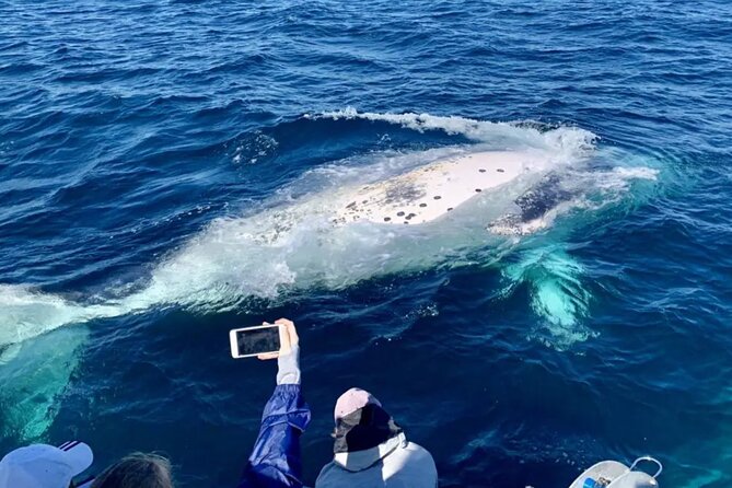 Small Boat Whale Watching Tour in Gold Coast - Key things to know before you go