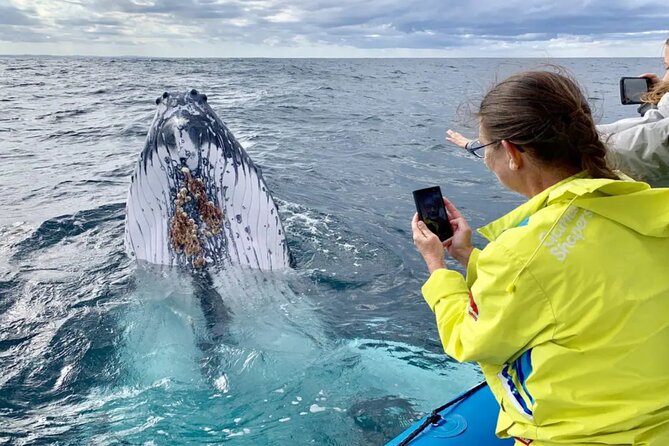 Small Boat Whale Watching Tour in Gold Coast - Who this tour fits (and who may want to think twice)