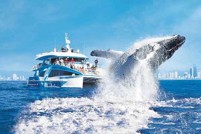 Small Boat Whale Watching Tour in Gold Coast - Price and value: is $73.90 worth it?