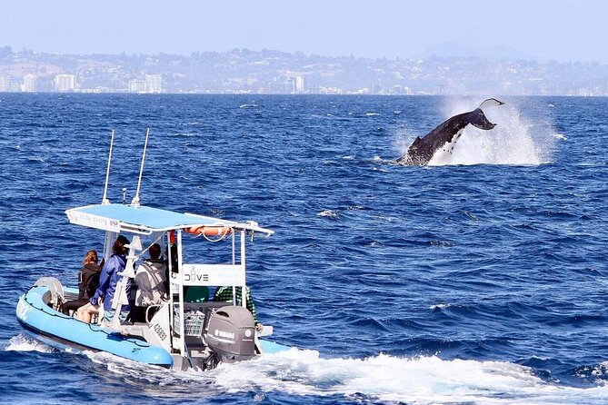 Small Boat Whale Watching Tour in Gold Coast - Eye-level humpbacks and longer, calmer encounters