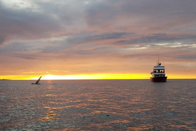 Small-group Whale Watching in the Midnight Sun from Reykjavík - Old Harbour setup and Harpa views you can’t ignore