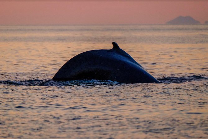 Small-group Whale Watching in the Midnight Sun from Reykjavík - Faxaflói for whales and dolphins: the real chase