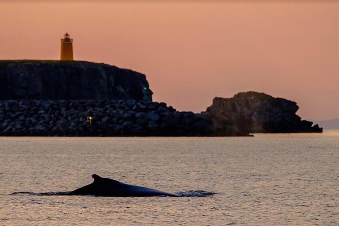 Small-group Whale Watching in the Midnight Sun from Reykjavík - Price and value: what $203.50 buys you in Iceland