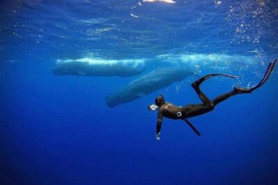 Snorkeling with Whales in Mirissa - The 4-hour boat day: what to expect with an early start