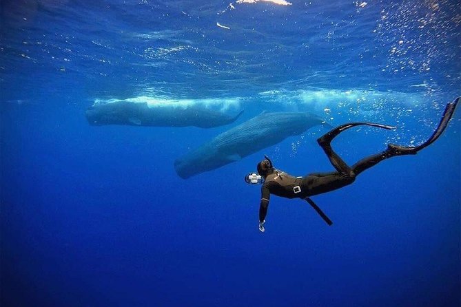 Snorkeling with Whales in Mirissa - The 4-hour boat day: what to expect with an early start