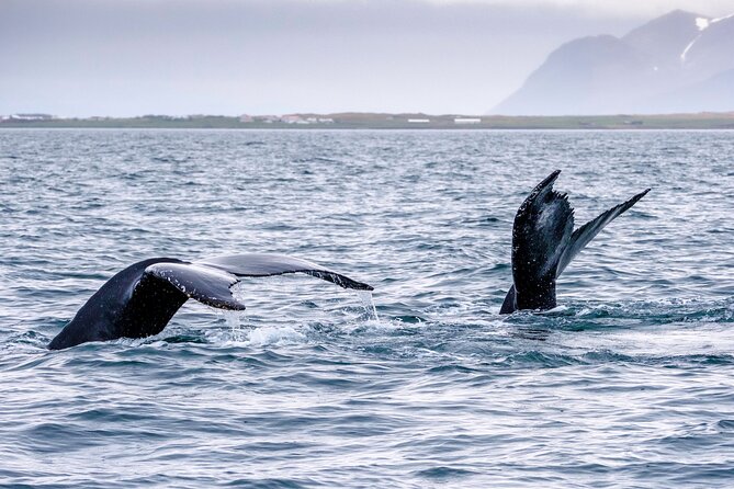 Speedboat Whale Watching Small-Group Tour in Reykjavik - The 12-seat RIB experience: motion, comfort, and how spotting really works