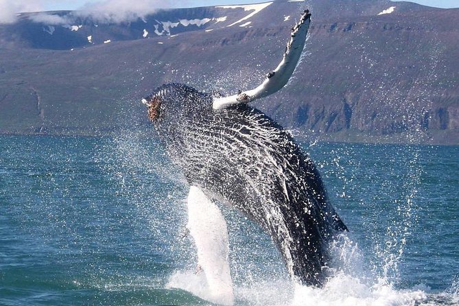 Speedboat Whale Watching Small-Group Tour in Reykjavik - Wildlife odds: whales, dolphins, seals, and puffins you might spot