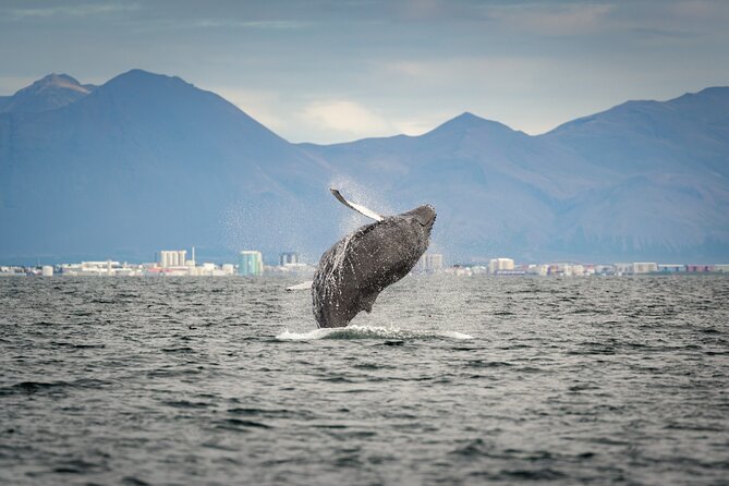 Speedboat Whale Watching Small-Group Tour in Reykjavik - Guides and captains: why small-group matters on a whale hunt