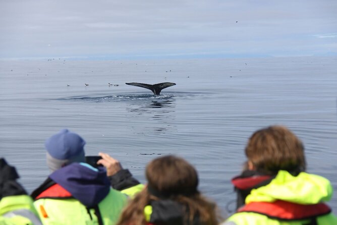 Speedboat Whale Watching Small-Group Tour in Reykjavik - The ride itself: thrilling, fast, and not for everyone’s joints