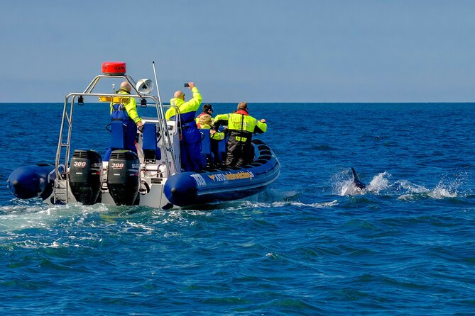 Speedboat Whale Watching Small-Group Tour in Reykjavik - Price and value: what $164 buys you in real terms