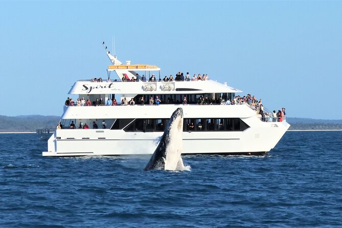 Spirit of Hervey Bay Whale Watching Cruise - Key things I’d prioritize before you go