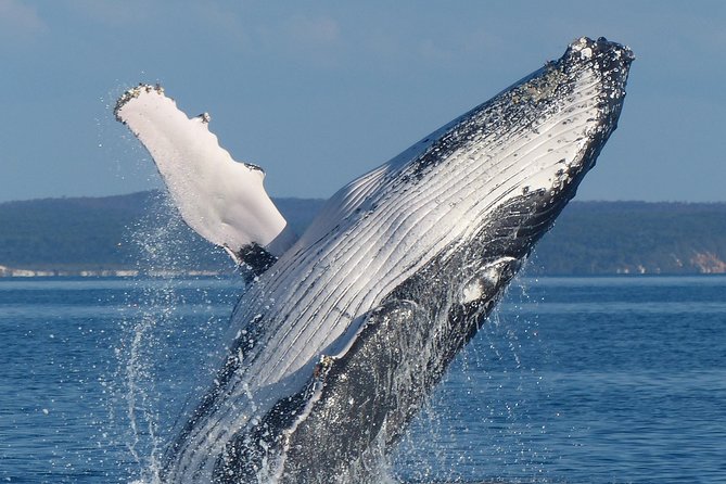 Spirit of Hervey Bay Whale Watching Cruise - Why a half-day whale cruise from Hervey Bay makes sense