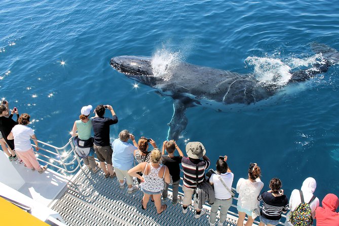 Spirit of Hervey Bay Whale Watching Cruise - Fraser Island scenery without the full-day commitment