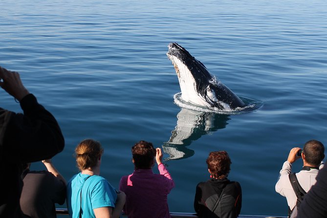 Spirit of Hervey Bay Whale Watching Cruise - Tea, the bar, and how the onboard vibe works