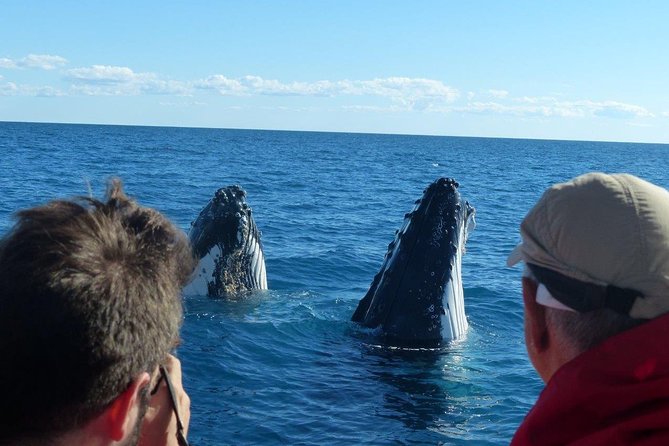 Spirit of Hervey Bay Whale Watching Cruise - The catamaran setup: decks, underwater rooms, and whale sounds