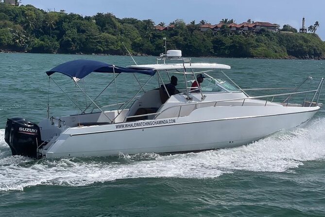 Sports Boat- Private Whale Watching Trip( free breakfast & paid pick-up) - Responsible Whale Watching: The Rules You Can Feel Good About