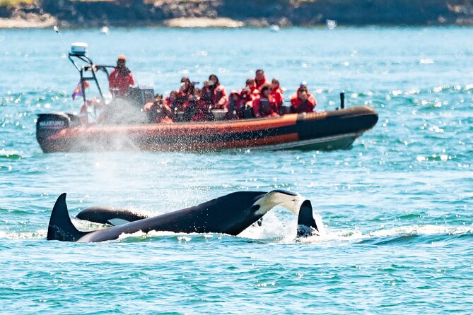 Summer Whale Watching Tour in a Zodiac Boat in Victoria - Key Highlights Worth Noting