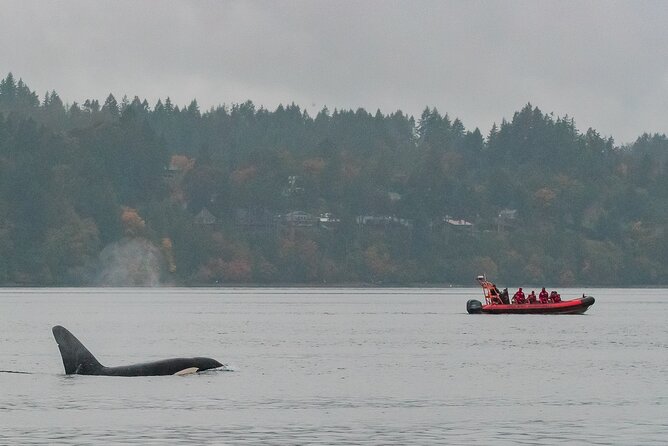 Summer Whale Watching Tour in a Zodiac Boat in Victoria - Zodiac Whale Watching Out of Victoria: Close to Wildlife, Not Your Couch
