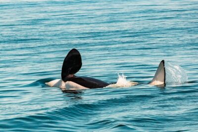 Summer Whale Watching Tour in a Zodiac Boat in Victoria - Your 3h 20m Plan: Lighthouse Quick Stop, Then Race Rocks
