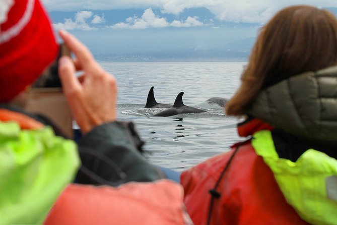 Summer Whale Watching Tour in a Zodiac Boat in Victoria - Who Guides You Matters: The Best Tours Are About Search Skills
