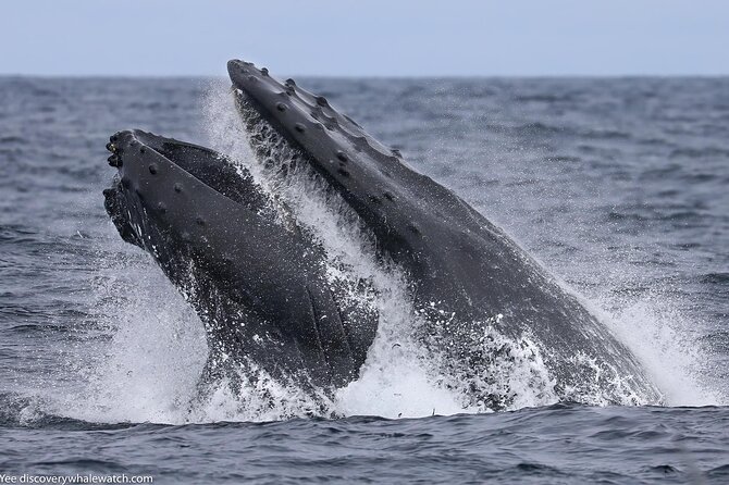 Sunset Whale Watch Tour in Monterey - Where You Meet at 5:00 pm: The Blue Building Near Fisherman’s Wharf