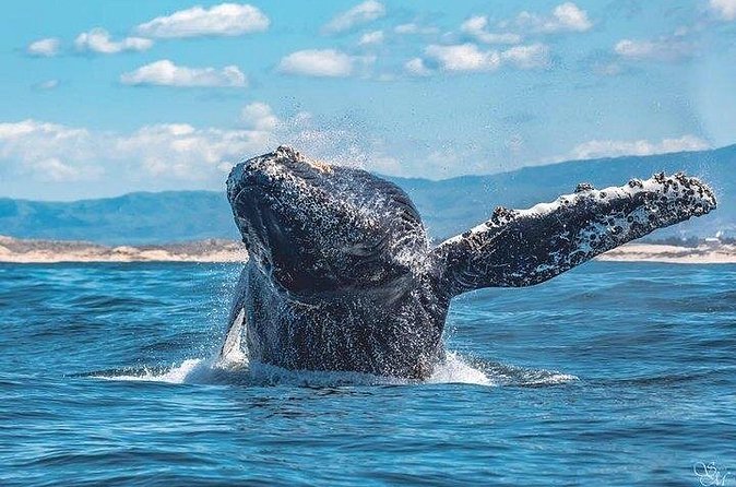 Sunset Whale Watch Tour in Monterey - The Crew Makes It: Naturalists, Captains, and Safety That Feels Real