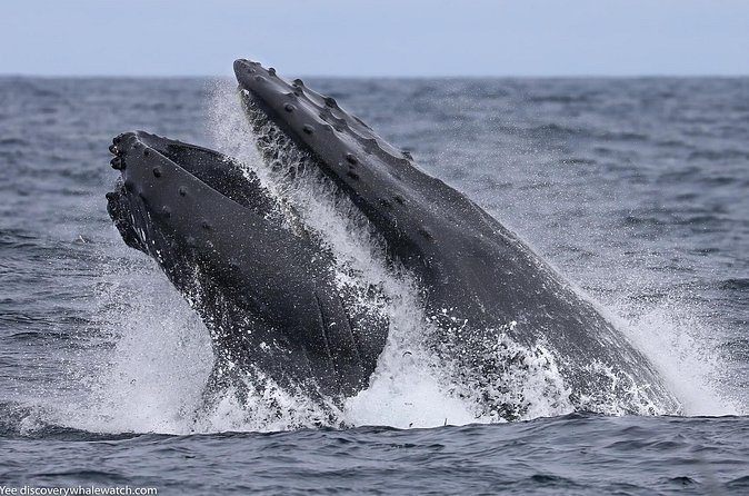 Sunset Whale Watch Tour in Monterey - Drinks and Snacks: Coffee Included, Alcohol Optional, Food on Your Own