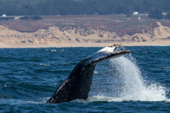 Sunset Whale Watch Tour in Monterey - Check-In Timing: When the Boat Leaves (Not When You Sit Down)