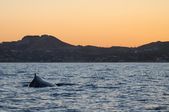 Sunset Whale Watching in San Jose del Cabo - Key Highlights You’ll Actually Feel On the Water