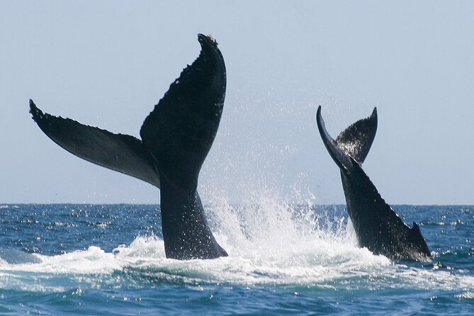 Sunset Whale Watching in San Jose del Cabo - Twilight Over San José del Cabo: Sea of Cortez With Humpbacks