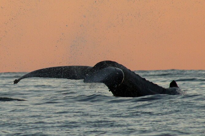 Sunset Whale Watching in San Jose del Cabo - Small Group Whale Watching: Why Max-11 Matters