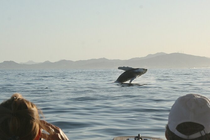 Sunset Whale Watching in San Jose del Cabo - Captain and Guide Presence: Paola and Chato as a Good Sign