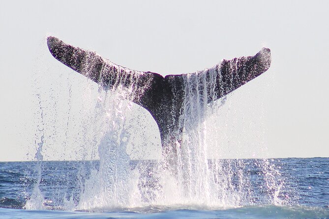 Sunset Whale Watching in San Jose del Cabo - What You Can Expect to See (Without Overpromising)