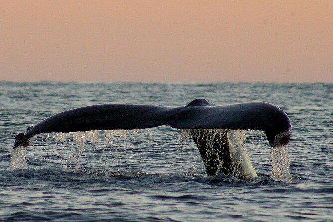 Sunset Whale Watching in San Jose del Cabo - Weather Reality Check: The One Thing That Can Shift the Plan