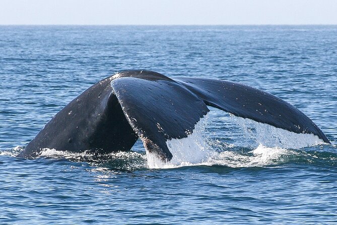 Sunset Whale Watching in San Jose del Cabo - The 2.5-Hour Outline: How the Timing Plays in Your Favor