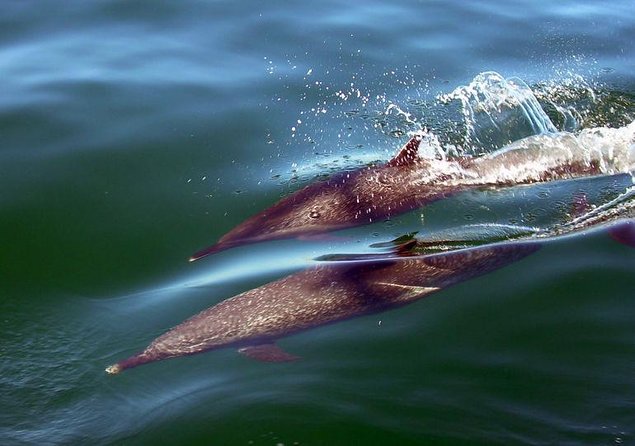 Sunsets and Whales Mega Yachts ALL INCLUSIVE: Puerto Vallarta - Quick Hits: What You’ll Notice First