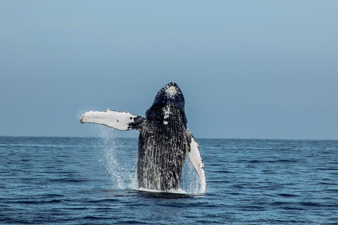 Sunsets and Whales Mega Yachts ALL INCLUSIVE: Puerto Vallarta - On Board Experience: Drinks, Snacks, Music, and Comfortable Seating