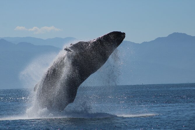 Sunsets and Whales Mega Yachts ALL INCLUSIVE: Puerto Vallarta - The Route: Cruising Toward Yelapa and Back