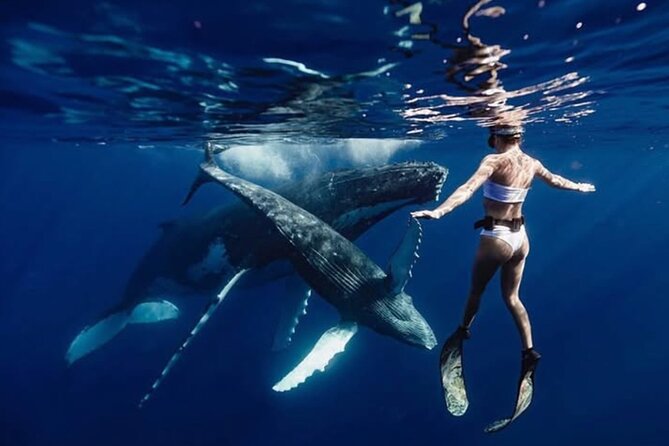 Swim in Moorea with Humpback Whales and More - Key highlights you’ll care about