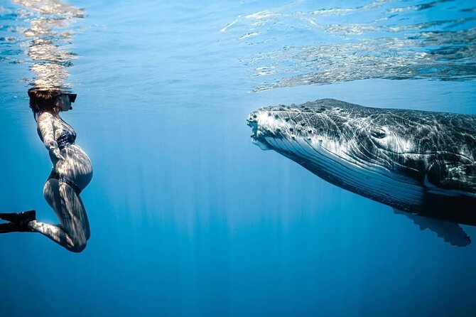 Swim in Moorea with Humpback Whales and More - Why Moorea lets you swim with humpbacks (and why the dates matter)